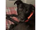Lexie, Labrador Retriever For Adoption In Huntsville, Alabama