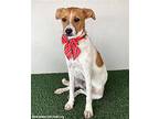 Beverly, Jack Russell Terrier For Adoption In San Diego, California