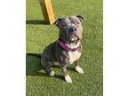 Major, American Pit Bull Terrier For Adoption In Fishers, Indiana