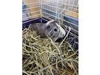 Drake, Guinea Pig For Adoption In Hamden, Connecticut