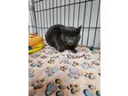 Adopt Lavender a Domestic Short Hair