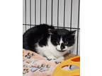 Adopt Sage a Domestic Medium Hair