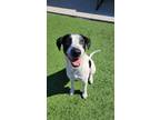 Adopt Dottie a English Pointer, Great Dane