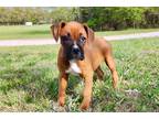 Boxer Puppy for sale in Springfield, MO, USA