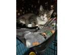 Adopt Soxy a Tabby, Domestic Short Hair