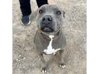 Adopt Mary Jane a Pit Bull Terrier, Mixed Breed