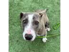 Adopt Wendy* a Pit Bull Terrier, Mixed Breed