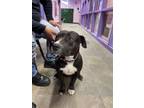 Adopt 55219333 a Pit Bull Terrier, Mixed Breed