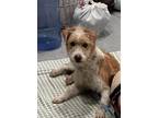 Adopt A042041 a Border Terrier, Mixed Breed