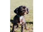 Adopt Coco a Shih Tzu, Mixed Breed