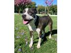 Adopt Isabella a American Staffordshire Terrier