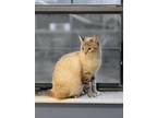 Adopt Snow-Elle a Siamese