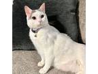 Adopt Eloise a Domestic Short Hair