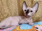 Bridget Canadian Sphynx Female Chocolate Bicolour