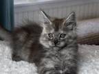 Feia Maine Coon Female Black Silver