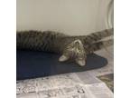 Adopt Slinky a Domestic Short Hair