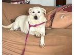 Adopt Trixie a Labrador Retriever, Mixed Breed