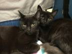 Adopt Sunny & Olaf a American Shorthair