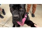 Adopt Luna a Cane Corso