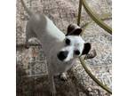 Adopt Abby TAF PDR a Jack Russell Terrier, Mixed Breed