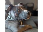 Adopt Maggie a Pit Bull Terrier