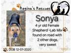 Adopt Sonya a Shepherd, Labrador Retriever