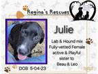 Adopt Julie a Labrador Retriever