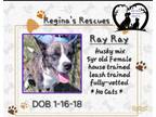 Adopt Ray Ray a Husky