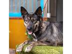 Adopt Loba a Shepherd, Black Labrador Retriever