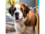 Adopt Babi a Saint Bernard