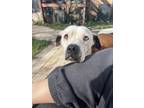 Adopt Pearl a Boxer, American Bully