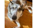 Adopt Help Freya - URGENT! Heading to shelter!! a Shepherd, Husky