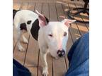 Adopt Peaches a Bull Terrier