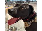 Adopt Sophie a Labrador Retriever