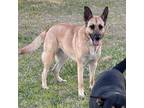 Adopt Kaia a German Shepherd Dog, Shepherd