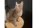 Adopt Sugar a Domestic Short Hair