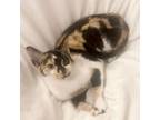 Adopt Marly a Calico