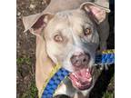 Adopt Jenson a Pit Bull Terrier, Mixed Breed
