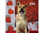 Adopt Kilo a Shepherd