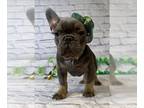 French Bulldog PUPPY FOR SALE ADN-751782 - Blue and tan Frenchie