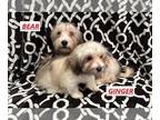 Havanese PUPPY FOR SALE ADN-751843 - Havanese Happiness Irresistible Puppies for