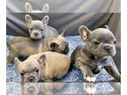 French Bulldog PUPPY FOR SALE ADN-752139 - BlueCairo Frenchies