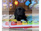 Labrador Retriever PUPPY FOR SALE ADN-751954 - Ready to Go Home Now Labrador