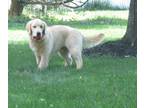 English Cream Golden Retriever PUPPY FOR SALE ADN-751824 - Champion Bloodlines