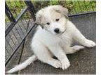 Great Pyrenees PUPPY FOR SALE ADN-751926 - Great Pyrenees puppies