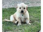 Golden Retriever PUPPY FOR SALE ADN-751892 - 3 AKC Males Still Available Final