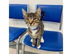 Adopt Larry a Bengal, Domestic Short Hair