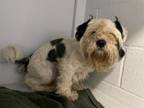 Adopt BLACKY a Shih Tzu, Mixed Breed