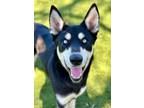 Adopt Freddie--UPDATE a Siberian Husky