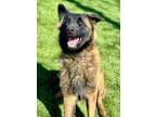 Adopt Rambo a Belgian Shepherd / Malinois